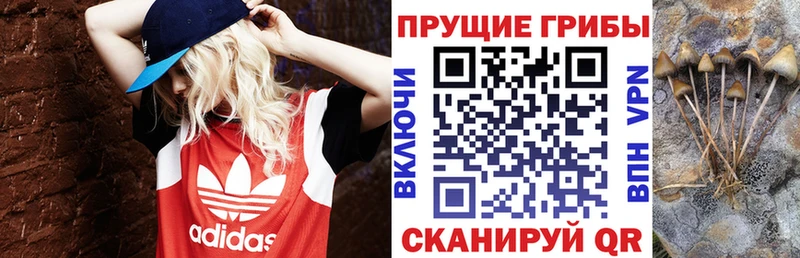 omg как войти  Уссурийск  Галлюциногенные грибы ЛСД 